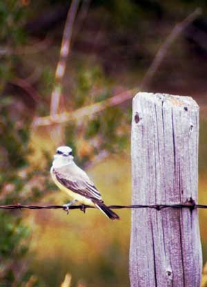 Western Kingbird. Photograph by Douglas C. Harr