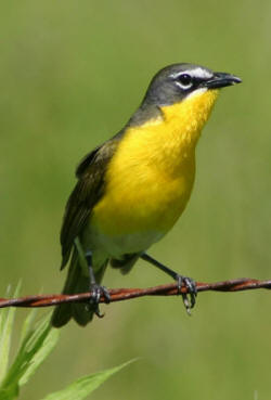 Yellow-breasted Chat photo by Mark Brown