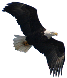 Bald Eagle photo by Reid Allen