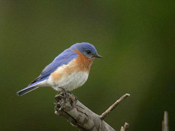 Eastern Bluebird by John Bissell