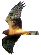 Northern Harrier photo by Paul Hertzel