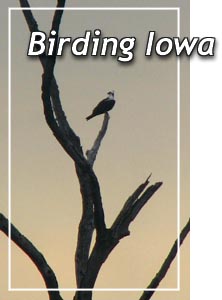 Iowa Birds Pictures