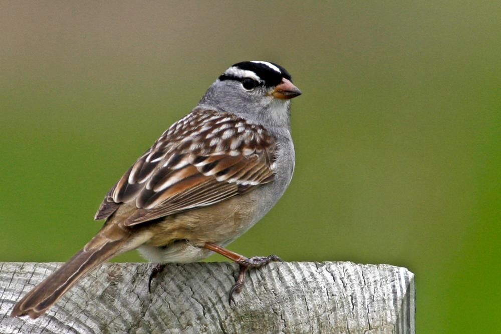 White-crowned Sparrow © Reid Allen