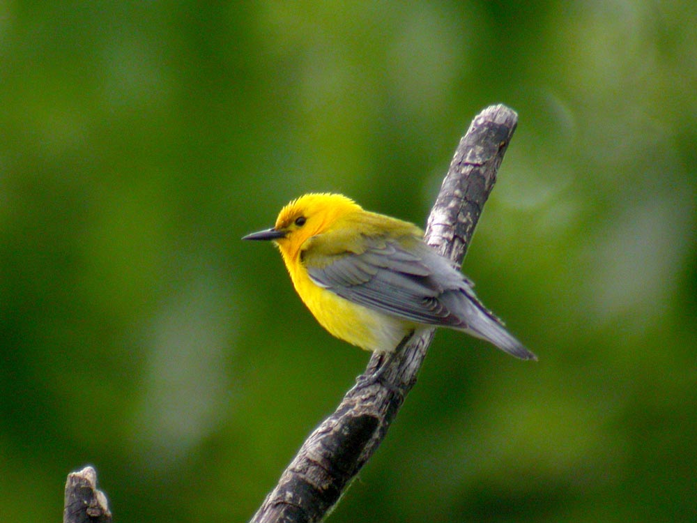 Prothonotary Warbler photo by Jay Gilliam