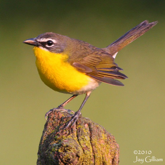 Yellow-breasted Chat photo by Jay Gilliam
