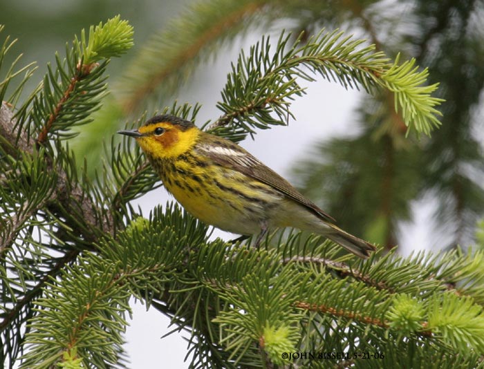 Cape May Warbler © John Bissell