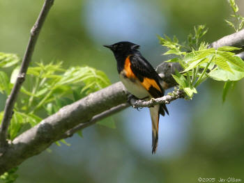 American Redstart photo by Jay Gilliam