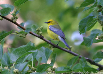 Blue-winged Warbler photo by Jay Gilliam