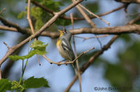 Northern Parula photo by John Bissell