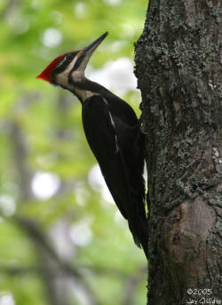 Pileated Woodpecker photo by Jay Gilliam