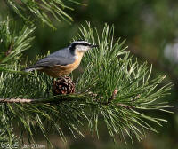 Red-breasted Nuthatch photo by Jay Gilliam