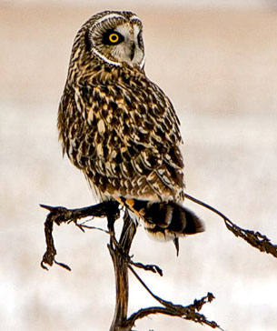 Figure 1. Short-eared Owl, Owego Wetlands Complex, Woodbury, October 2006. Photograph by Paul Roisen, Sioux City, IA.
