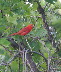 Summer Tanager photo by Jay Gilliam