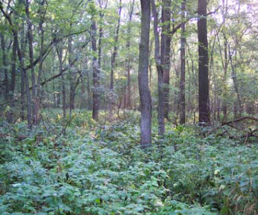 The inner woodland of Brookside Park, 9 September 2005. Photograph by Shane S. Patterson, Ames, IA