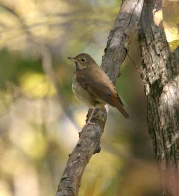Positioned as an urban oasis, Brookside Park attracts considerable numbers of migrant songbirds. Hermit Thrush (Catharus guttatus) photographed at Saylorville Reservoir, Polk, 16 October 2004, by Jay Gilliam, Norwalk, IA