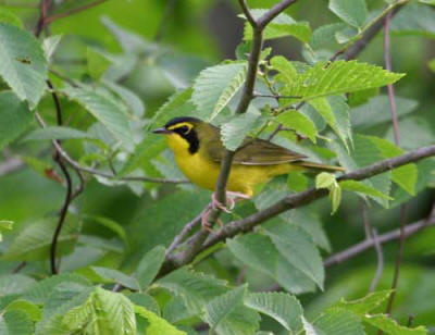 The Kentucky Warbler (Oporornis formosus) is among several southeastern species to look for at Brookside Park in spring. Photographed at the Croton Unit of Shimek State Forest, Lee, 21 May 2005 by Jay Gilliam, Norwalk, IA.