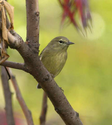 During spring and fall, Brookside Park comes alive with neotropical migrants. Orange-crowned Warbler (Vermivora celata) at White Oak Conservation Area, Mahaska, 16 October 2005. Photograph by Jay Gilliam, Norwalk, IA