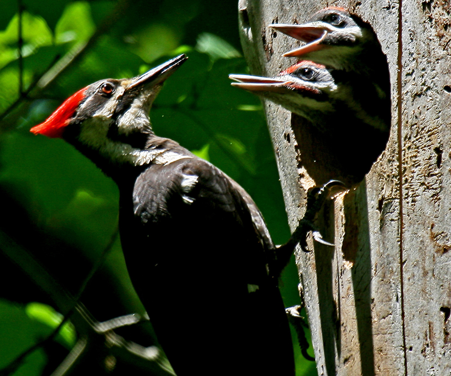 The Birds