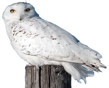 Snowy Owl by Reid Allen